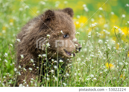 Brown bear cub playing on the summer field 53022224