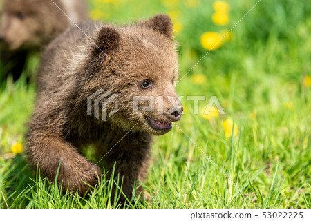 Brown bear cub playing on the summer field 53022225