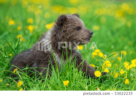 Brown bear cub playing on the summer field 53022235