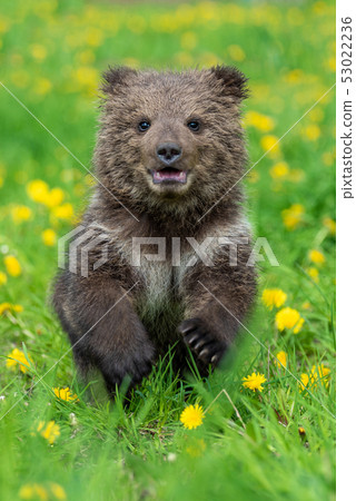 Brown bear cub playing on the summer field 53022236