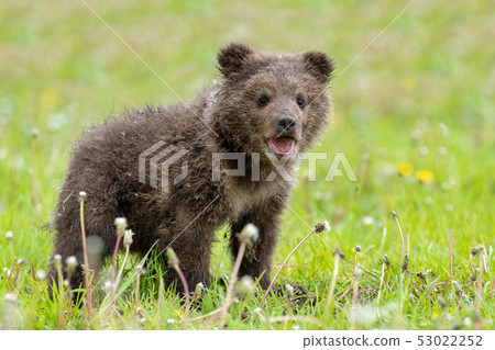 Brown bear cub playing on the summer field Brown bear cub playing on the summer field 53022252