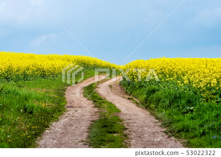 Road in rield of yellow rapeseed against and blue Road in rield of yellow rapeseed against and blue 53022322