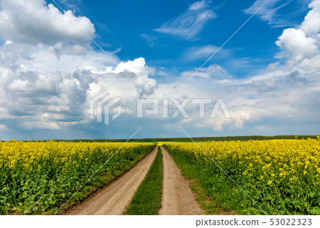 Road in rield of yellow rapeseed against and blue Road in rield of yellow rapeseed against and blue 53022323