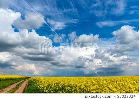 Road in rield of yellow rapeseed against and blue Road in rield of yellow rapeseed against and blue 53022324