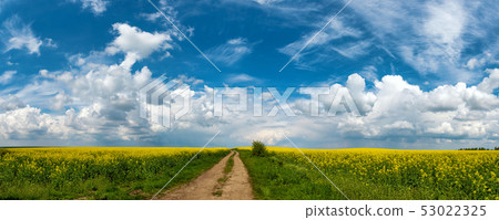 Road in rield of yellow rapeseed against and blue Road in rield of yellow rapeseed against and blue 53022325