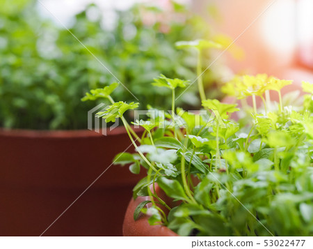 Young shoots of parsley on a kitchen window. Young shoots of parsley on a kitchen window. 53022477