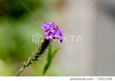 Purple Persimmon Verbena Blooming in Mitaka Nakahara 53022566