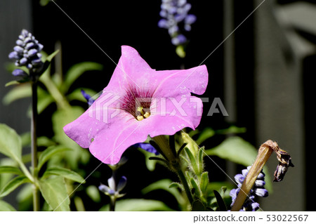 Pink Petunia blooming in Mitaka Nakahara 53022567