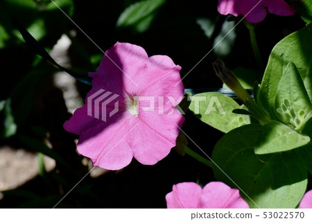 開花在三鷹中原的桃紅色喇叭花 53022570