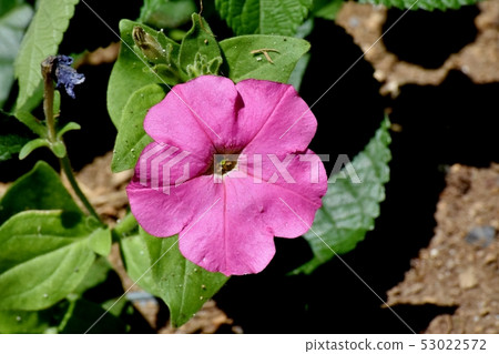 Pink Petunia blooming in Mitaka Nakahara Pink Petunia blooming in Mitaka Nakahara 53022572