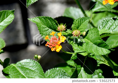 Orange Lantana (Sichichenge) Blooming in Mitaka Nakahara 53022573
