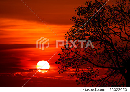 last light of sunset on sky silhouette branch tree last light of sunset on sky silhouette branch tree 53022650