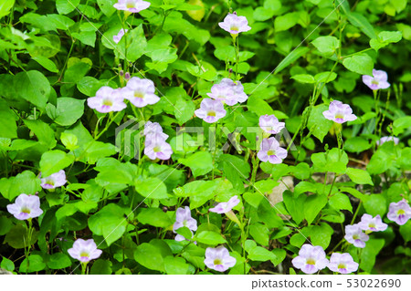 Bengal clock vine, Blue Trumpet, Blue Skyflower, Bengal clock vine, Blue Trumpet, Blue Skyflower, 53022690