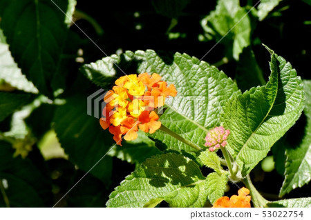 Orange Lantana (Sichichenge) Blooming in Mitaka Nakahara Orange Lantana (Sichichenge) Blooming in Mitaka Nakahara 53022754