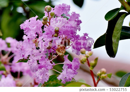 開花在Mikasa Nakahara的紫色Sulli花 53022755