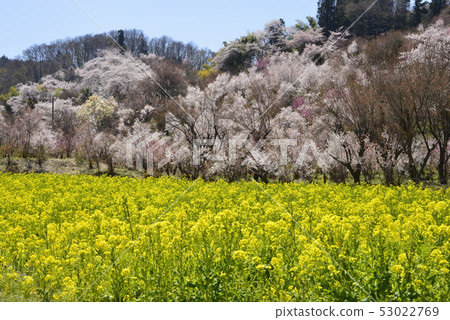 Spring landscape 53022769