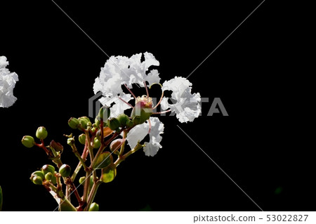 開花在三鷹中原的白色crispberry花 開花在三鷹中原的白色crispberry花 53022827
