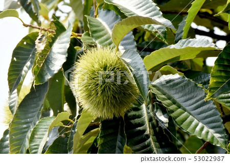 未成熟的栗子果實(Igagri)是三島中原 未成熟的栗子果實(Igagri)是三島中原 53022987