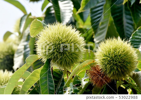 未成熟的栗子果實(Igagri)是三島中原 未成熟的栗子果實(Igagri)是三島中原 53022988