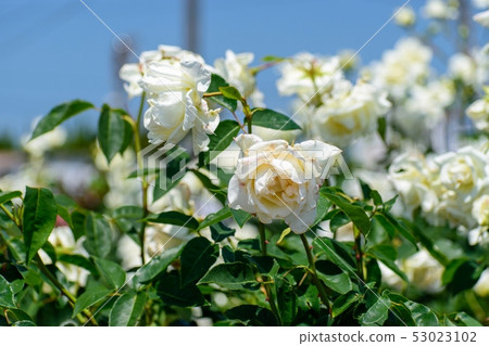 rose rose 53023102