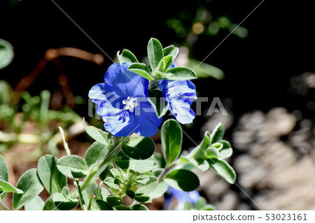 Blue Evolles (American Blue) Blooming in Mitaka Nakahara Blue Evolles (American Blue) Blooming in Mitaka Nakahara 53023161