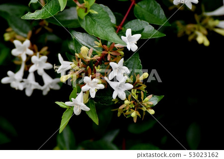 White Aberia blooming in Mitaka Nakahara 53023162