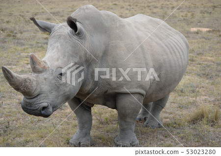 South africa white rhino South africa white rhino 53023280
