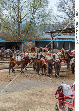 Lashihai, Lijiang, Yunnan, China Scenic Spots in China International Important Wetlands Nature Reserve Horses Horse Riding Lashihai, Lijiang, Yunnan, China Scenic Spots in China International Important Wetlands Nature Reserve Horses Horse Riding 53023330