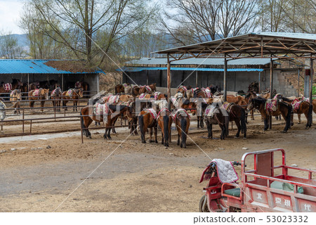 中國雲南麗江拉市海 Scenic Spots in China 國際重要濕地 自然保護區 馬 騎馬 中國雲南麗江拉市海 Scenic Spots in China 國際重要濕地 自然保護區 馬 騎馬 53023332
