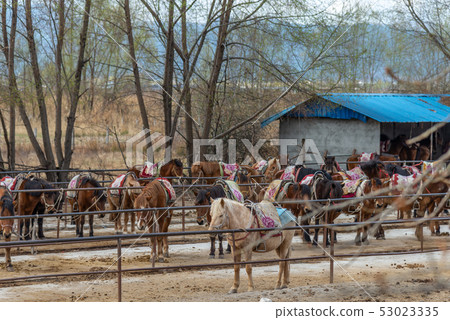 中國雲南麗江拉市海 Scenic Spots in China 國際重要濕地 自然保護區 馬 騎馬 中國雲南麗江拉市海 Scenic Spots in China 國際重要濕地 自然保護區 馬 騎馬 53023335