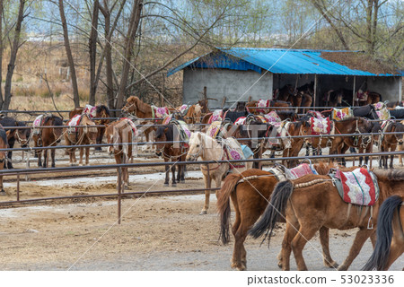 Lashihai, Lijiang, Yunnan, China Scenic Spots in China International Important Wetlands Nature Reserve Horses Horse Riding Lashihai, Lijiang, Yunnan, China Scenic Spots in China International Important Wetlands Nature Reserve Horses Horse Riding 53023336
