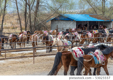 Lashihai, Lijiang, Yunnan, China Scenic Spots in China International Important Wetlands Nature Reserve Horses Horse Riding Lashihai, Lijiang, Yunnan, China Scenic Spots in China International Important Wetlands Nature Reserve Horses Horse Riding 53023337