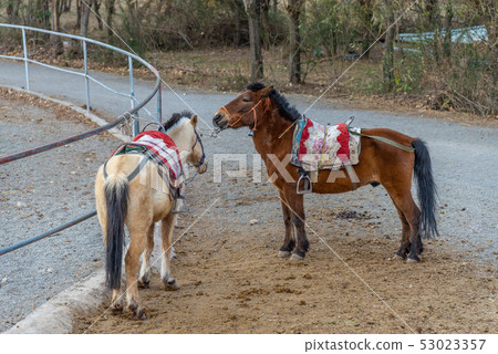Lashihai, Lijiang, Yunnan, China Scenic Spots in China International Important Wetlands Nature Reserve Horses Horse Riding Lashihai, Lijiang, Yunnan, China Scenic Spots in China International Important Wetlands Nature Reserve Horses Horse Riding 53023357