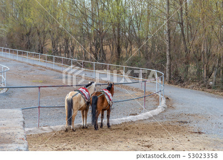  Lashihai, Lijiang, Yunnan, China Scenic Spots in China International Important Wetlands Nature Reserve Horses Horse Riding 53023358