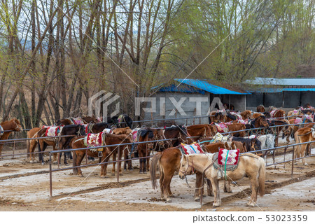 Lashihai, Lijiang, Yunnan, China Scenic Spots in China International Important Wetlands Nature Reserve Horses Horse Riding Lashihai, Lijiang, Yunnan, China Scenic Spots in China International Important Wetlands Nature Reserve Horses Horse Riding 53023359