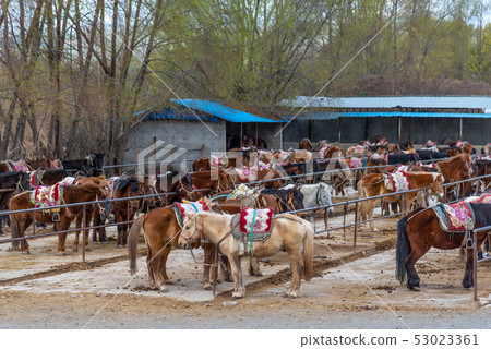Lashihai, Lijiang, Yunnan, China Scenic Spots in China International Important Wetlands Nature Reserve Horses Horse Riding Lashihai, Lijiang, Yunnan, China Scenic Spots in China International Important Wetlands Nature Reserve Horses Horse Riding 53023361