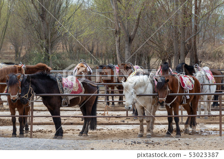 中國雲南麗江拉市海 Scenic Spots in China 國際重要濕地 自然保護區 馬 騎馬 53023387
