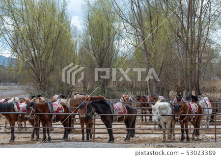 中國雲南麗江拉市海 Scenic Spots in China 國際重要濕地 自然保護區 馬 騎馬 53023389