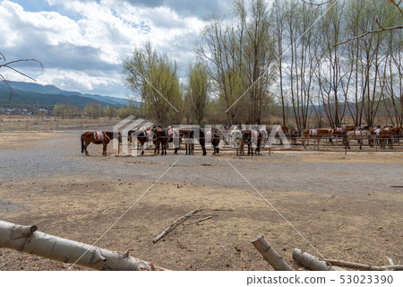  Lashihai, Lijiang, Yunnan, China Scenic Spots in China International Important Wetlands Nature Reserve Horses Horse Riding 53023390