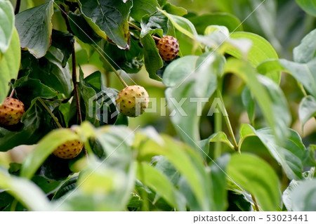 The fruit of the Yamaboushi that has begun to color to become Mitaka Nakahara The fruit of the Yamaboushi that has begun to color to become Mitaka Nakahara 53023441