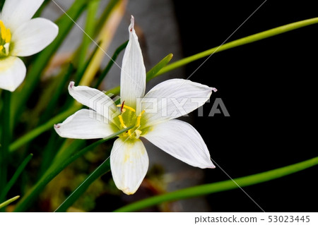 開花在三鷹中原的白色Tamasdale 53023445