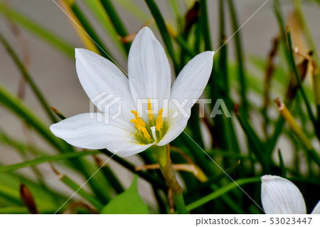 White Tamasdale blooming in Mitaka Nakahara 53023447