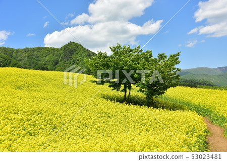 強姦Sannokura高原的花朵 53023481