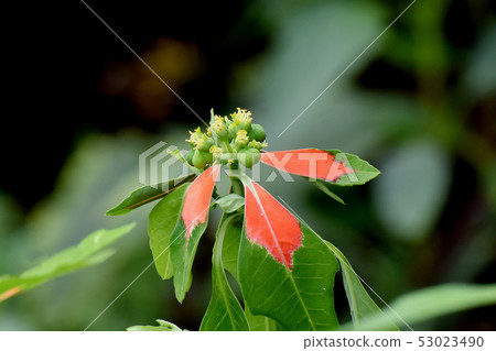 黃色Shoso（夏天一品紅）盛開在三鷹中原 53023490