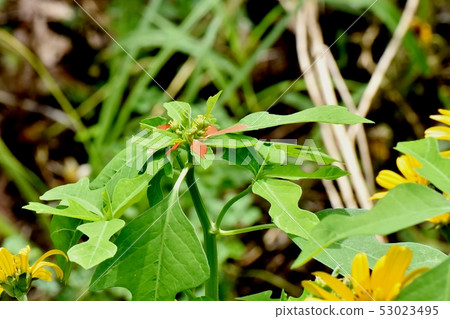 Yellow Shoso (Summer Poinsettia) Blooming in Mitaka Nakahara 53023495