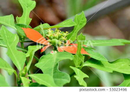 Yellow Shoso (Summer Poinsettia) Blooming in Mitaka Nakahara 53023496