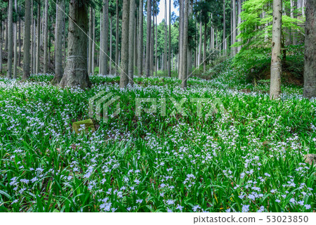 Kyoto Prefecture Water Source Village Otomi Shaga Group 53023850