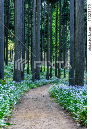 Kyoto Prefecture Water Source Village Otomi Shaga Group 53023879