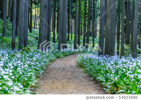 Kyoto Prefecture Water Source Village Otomi Shaga Group 53023880