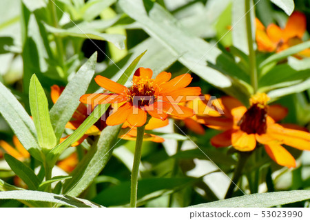 Orange zinnia blooming in Mitaka Nakahara Orange zinnia blooming in Mitaka Nakahara 53023990